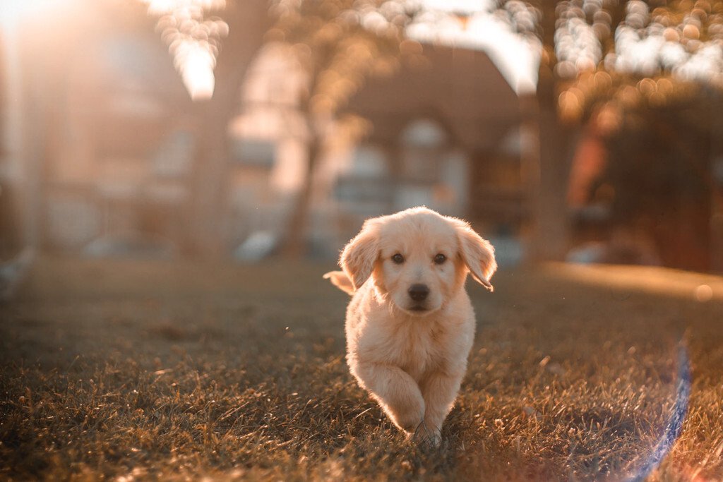 About Pets Services UK