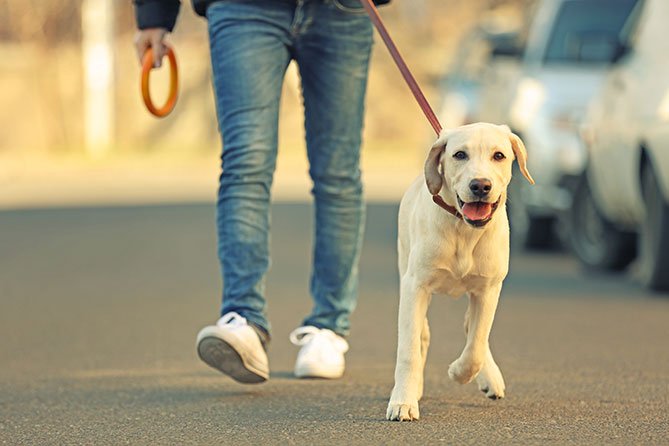 Master Pet Walking Certification