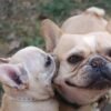 Pet Transport to and from anywhere within the UK and Scotland